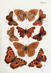 Verschiedene Arten von Schmetterlingen, Illustration aus dem Buch Schmetterlinge, Motten und andere Insekten und Kreaturen des Landlebens, veröffentlicht 1927